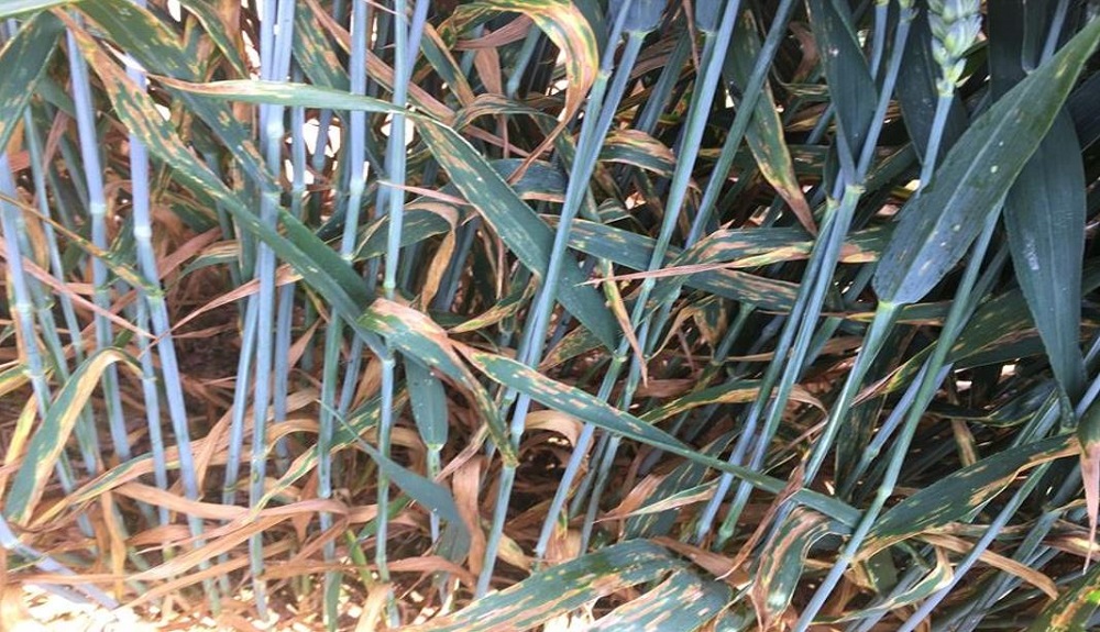 Septoria tritici symptoms on wheat at an RL trial site (treated, disease rating '5')